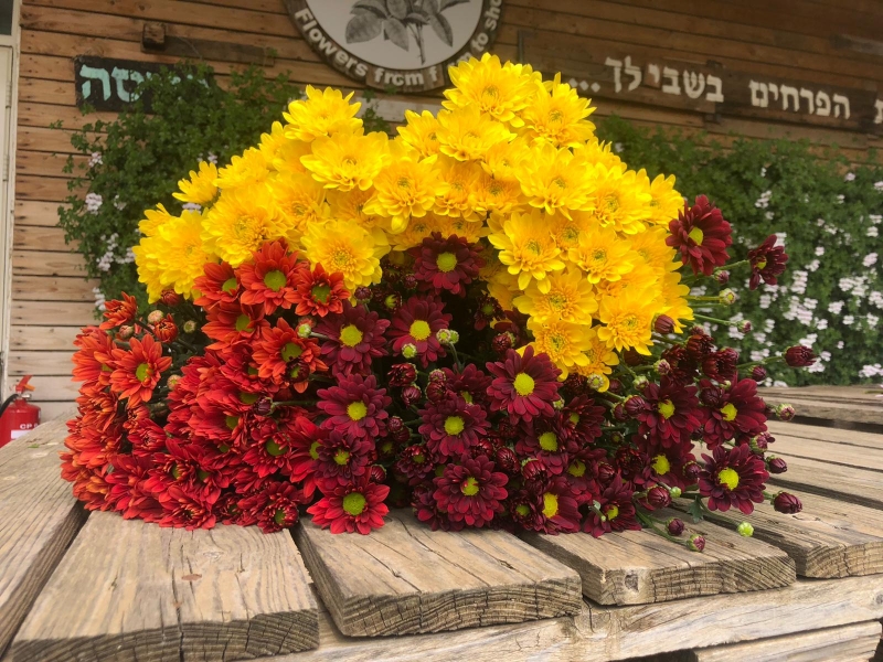 חרציות מיקס חמים-גדול