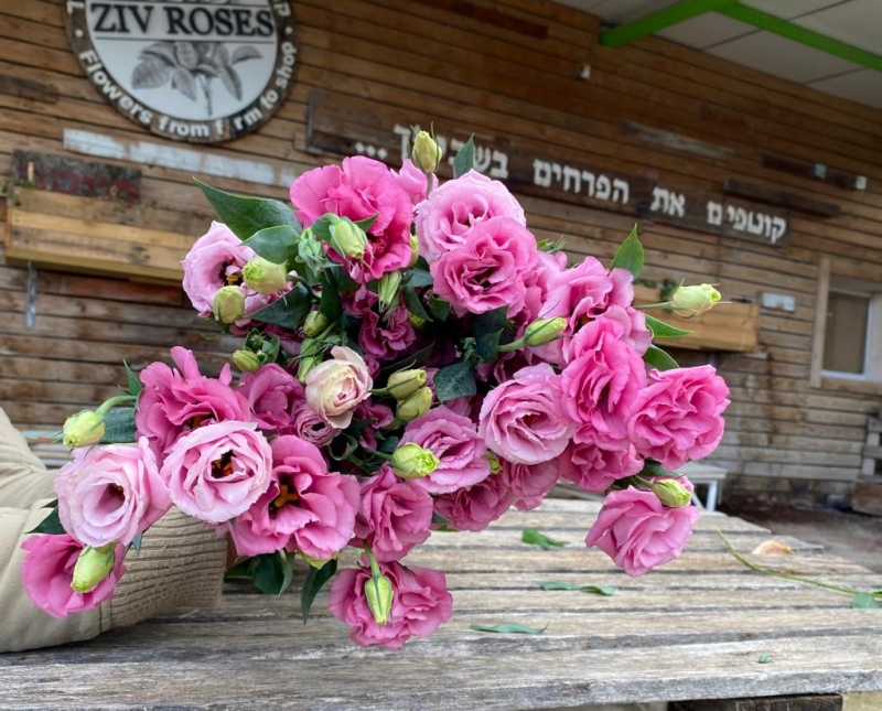 חבילת ליזיאנטוס ורוד