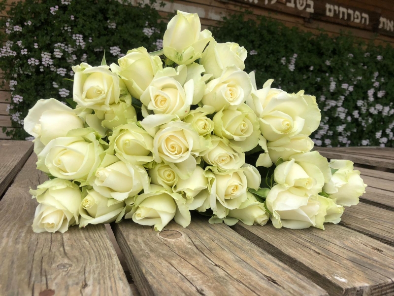 חבילת ורדים לבן 45 ס"מ
