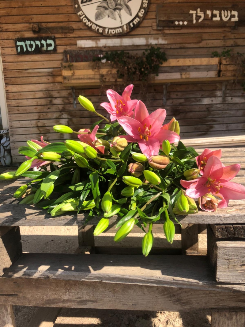 חבילת ליליות ורודות / סגולות