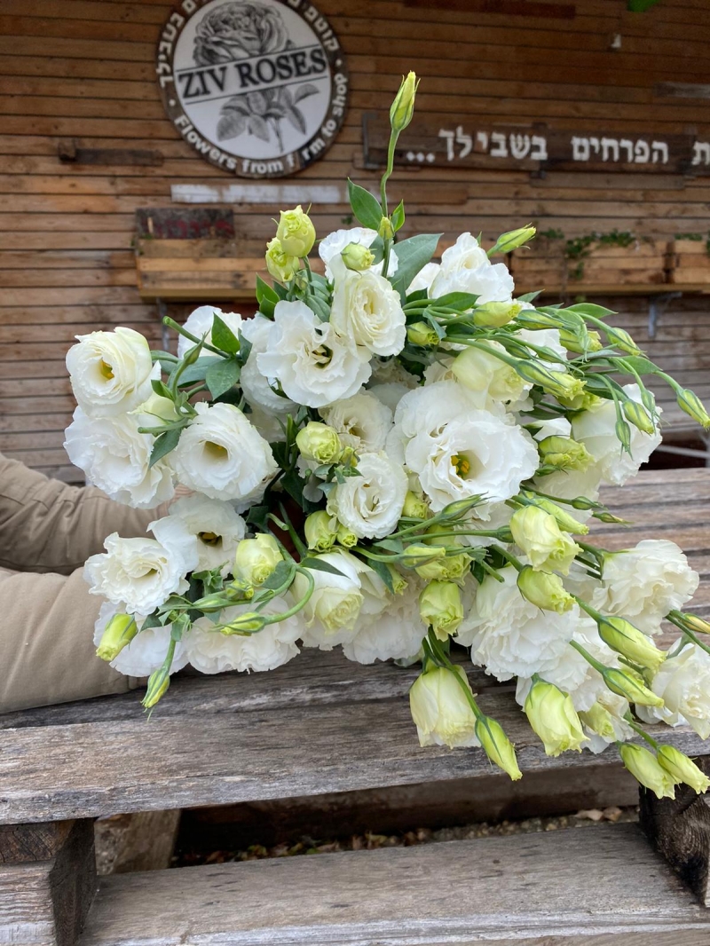 חבילת ליזיאנטוס לבן