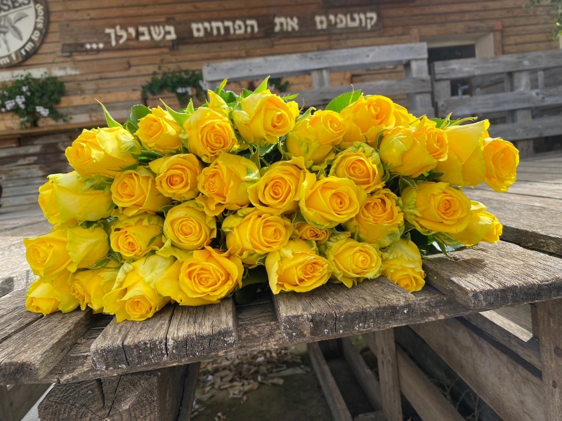 חבילת ורדים צהוב לימון גובה 45 ס"מ