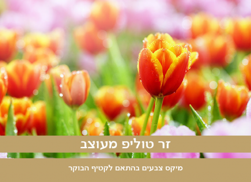 זר טוליפ בחירת המעצב