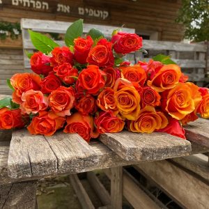 חבילת ורדים כתומים גובה 45 ס"מ