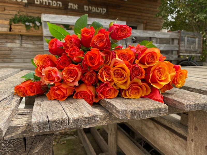 חבילת ורדים כתומים גובה 45 ס"מ